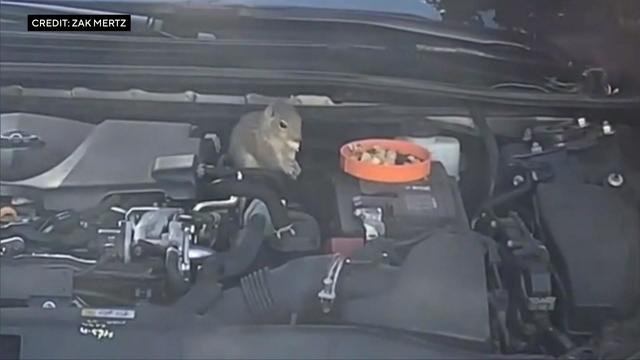 A squirrel sitting under the open hood of a vehicle. 