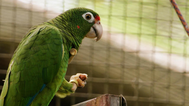 A green Puerto Rican parrot close up side view, sitting on a pole. 