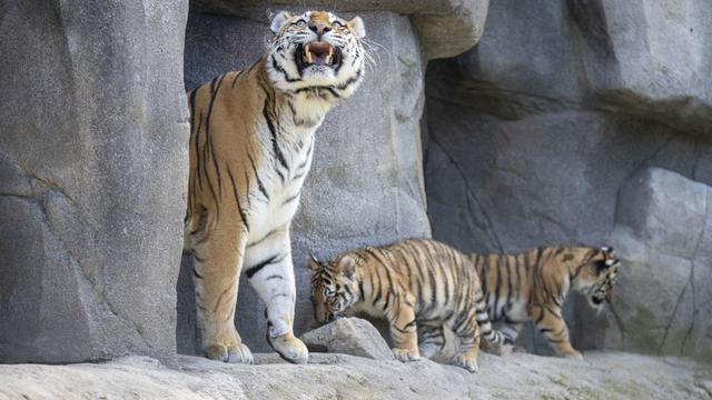 Tiger cubs in the outdoor enclosure for the first time 