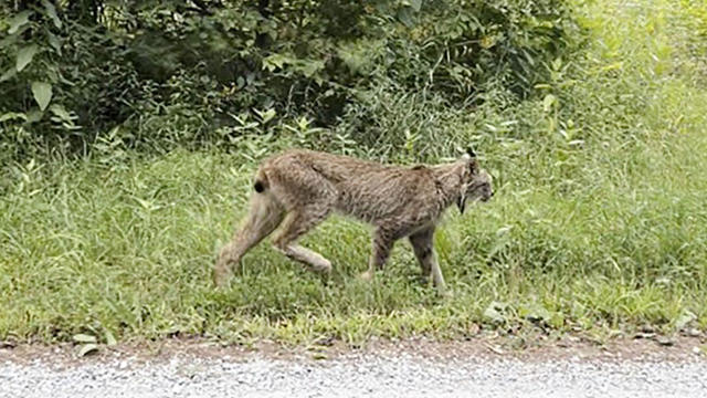 Canada Lynx Vermont 