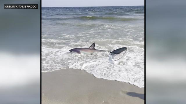 A thresher shark on the sand near the shore on Rockaway Beach. 