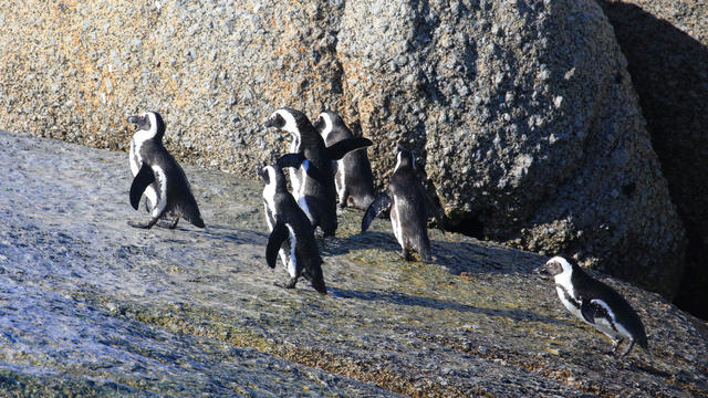 African Penguins Conservation Area In Cape Town 