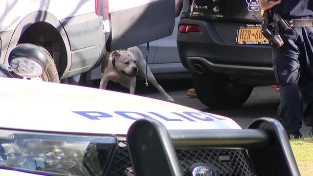 A dog that appears to be a pit bull being taken into a police vehicle. 