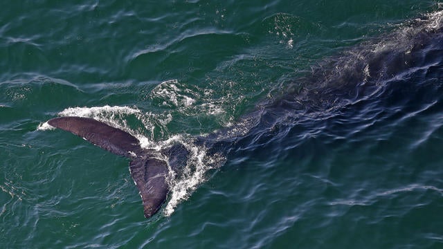 Right Whales Spotted Close To Shore On Cape Cod Bay 