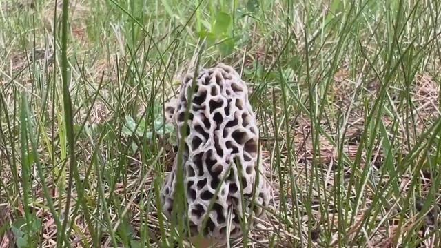 morel-murshroom.jpg 