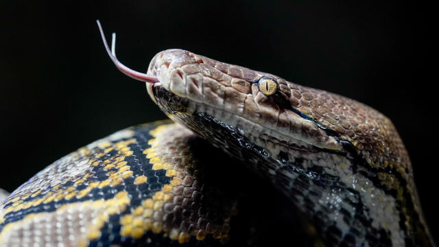 Reticulated python 