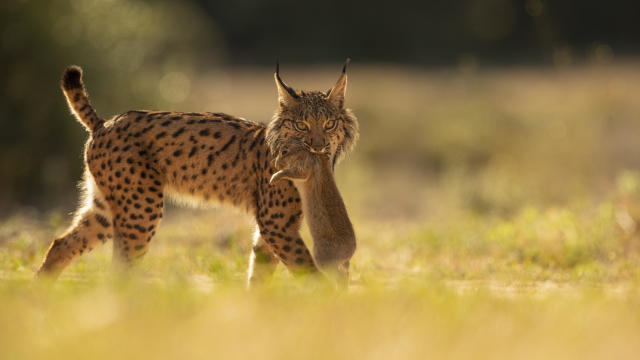 Spain Lynx Recovery 