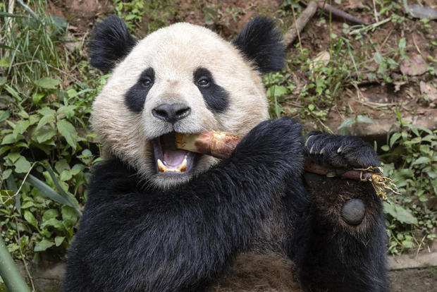 giant panda Yun Chuan 