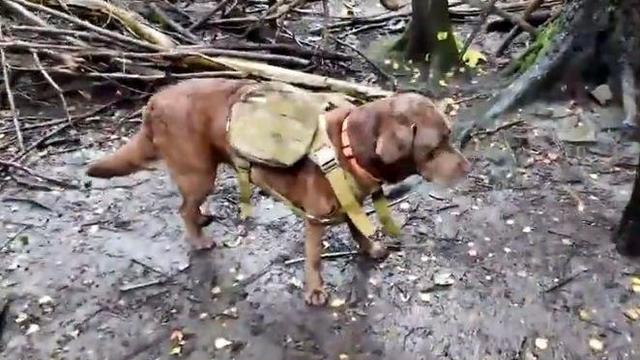 dog-backpack-seeds.jpg 