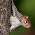 Grey Squirrel holding on to a tree in Regents Park, London