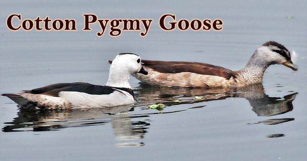 A Beautiful Bird “Cotton Pygmy Goose”