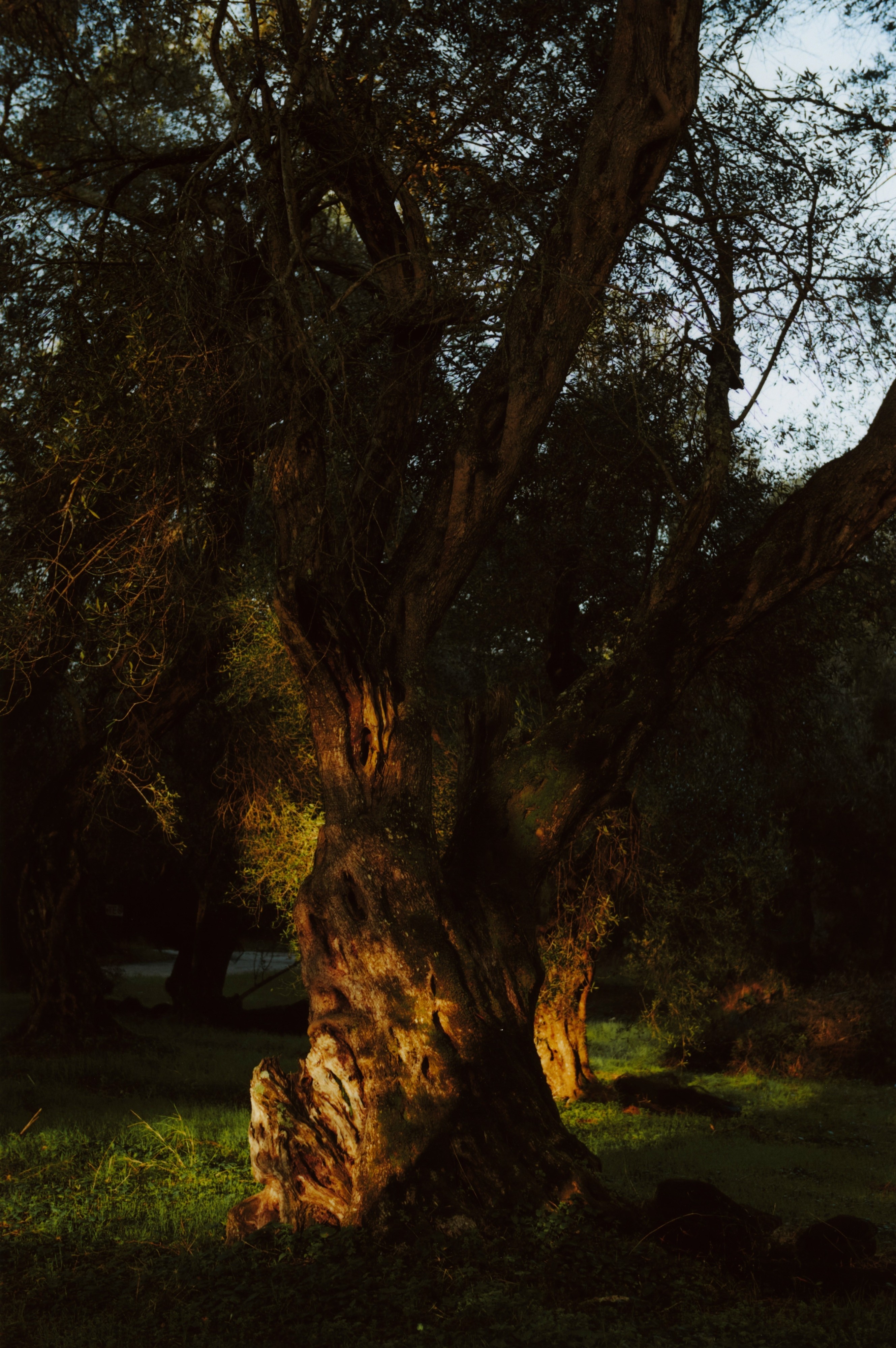 Trees for the Ages: The Wisdom of Greece’s Olive Growers