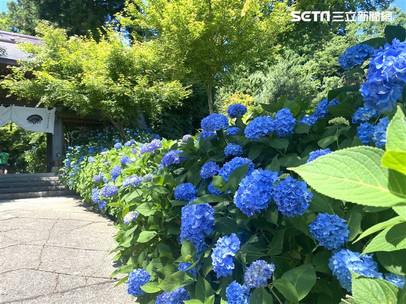 雲昌寺沿路都是紫陽花。（圖／記者楊晏琳攝影）