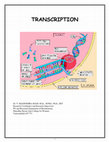 Research paper thumbnail of Prokaryotic Transcription