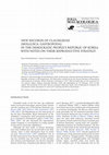 Research paper thumbnail of New records of Clausiliidae (Mollusca: Gastropoda) in the Democratic People’s Republic of Korea with notes on their reproductive strategy