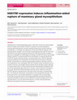 Research paper thumbnail of HSD17B1 expression induces inflammation-aided rupture of mammary gland myoepithelium