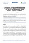 Research paper thumbnail of Figure 70 from: De Mattia W, Reier S, Haring E (2021) ﻿Morphological investigation of genital organs and first insights into the phylogeny of the genus Siciliaria Vest, 1867 as a basis for a taxonomic revision (Mollusca, Gastropoda, Clausiliidae). ZooKeys 1077: 1-175. https://doi.org/10.3897/zook...