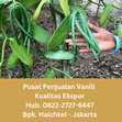 Research paper thumbnail of +62 822-2727-6447 (Tsel), Kami Pabrik Eksportir Vanili Pasta dan Cair Ekstrak Skala Tonase, Grosir, Partai maupun Ecer