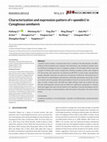 Research paper thumbnail of Characterization and expression pattern of r-spondin1 in Cynoglossus semilaevis