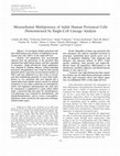 Research paper thumbnail of Mesenchymal multipotency of adult human periosteal cells demonstrated by single‐cell lineage analysis