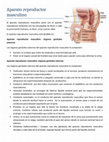 Research paper thumbnail of Aparato reproductor masculino