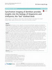 Research paper thumbnail of Synchrotron imaging of dentition provides insights into the biology of Hesperornis and Ichthyornis, the “last” toothed birds