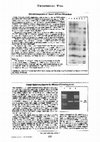 Research paper thumbnail of A simple ligation step improves the efficiency of T-overhang vectors