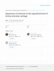 Research paper thumbnail of Expression of clusterin in the superficial zone of bovine articular cartilage