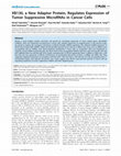 Research paper thumbnail of XB130, a New Adaptor Protein, Regulates Expression of Tumor Suppressive MicroRNAs in Cancer Cells