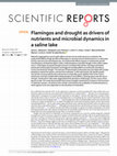 Research paper thumbnail of Flamingos and drought as drivers of nutrients and microbial dynamics in a saline lake