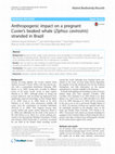 Research paper thumbnail of Anthropogenic impact on a pregnant Cuvier’s beaked whale Ziphius cavirostris stranded in Brazil