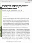 Research paper thumbnail of Morphological integration and modularity in the hyperkinetic feeding system of aquatic-foraging snakes