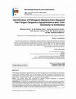 Research paper thumbnail of Identification of Pathogenic Bacteria from Diseased Thai Pangas Pangasius hypophthalmus with Their Sensitivity to Antibiotics