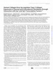 Research paper thumbnail of Human Collagen Krox Up-regulates Type I Collagen Expression in Normal and Scleroderma Fibroblasts through Interaction with Sp1 and Sp3 Transcription Factors