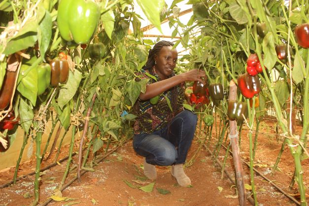 Agritalk Podcast: Organic vegetable farming in a greenhouse