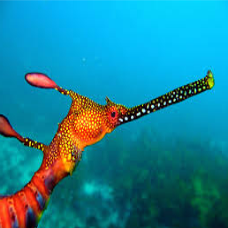 @weedySeaDragon