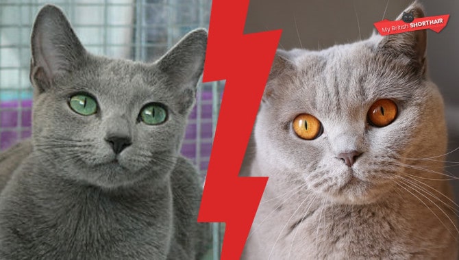 British Shorthair Vs American Shorthair