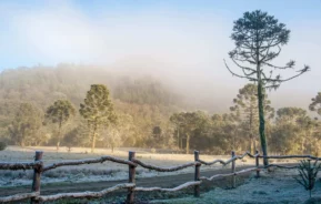 Imagem panorâmica de serra brasileira durante o inverno, com araucárias e plantas congeladas, para ilustrar matéria sobre qual a cidade mais fria do Rio Grande do Sul