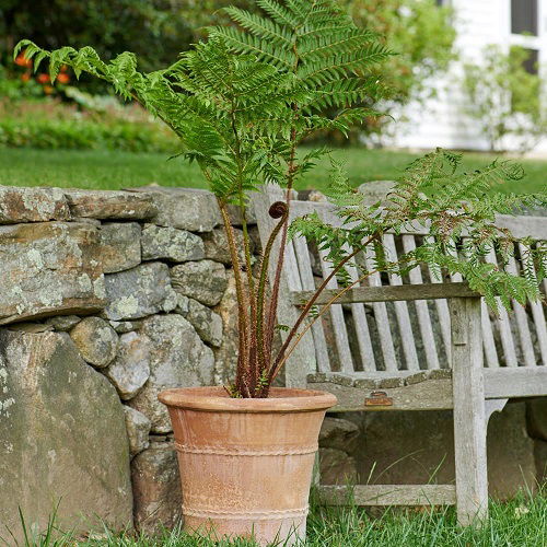 best Wonderful Ferns for Indoor & Outdoor Containers that Grow Well