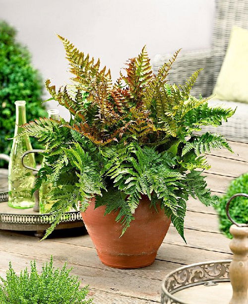 Top Ferns for Container Plants that Easily Grow Outside
