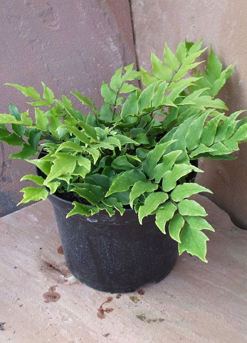 best Ferns for Easy Indoor and Outdoor Growth in Containers