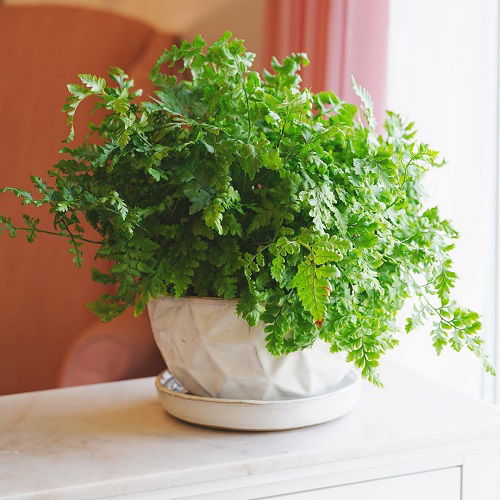 indoor and outdoor-growing ferns for containers