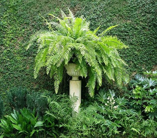 Top Ferns for Container Plants that Easily Grow Both Indoors and Outside
