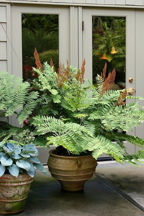 Ferns for Easy Indoor Growth in Containers