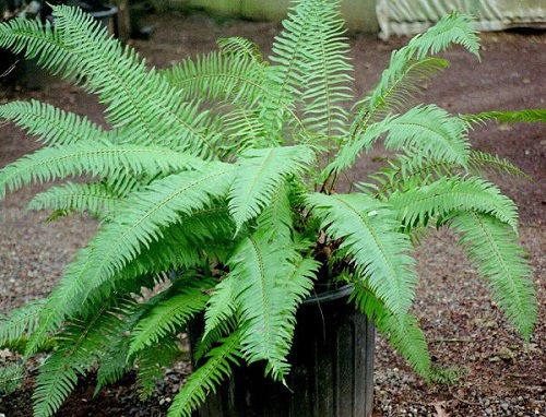 Ferns for Container Plants that Easily Grow Both Indoors and Outside
