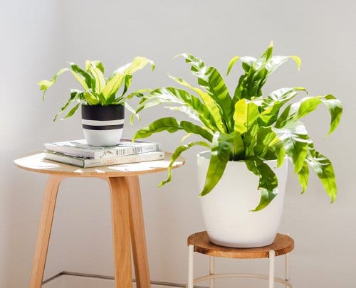 Ferns for Indoor & Outdoor Containers that Grow Well