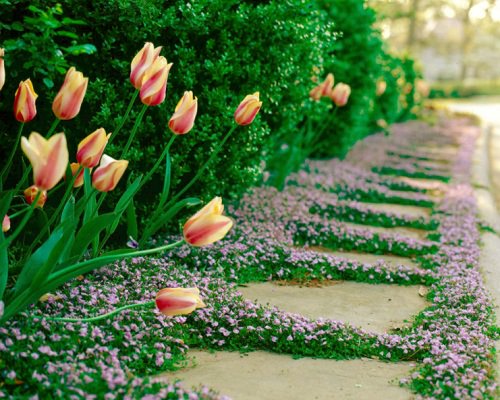 Walkable Ground Covers in garden