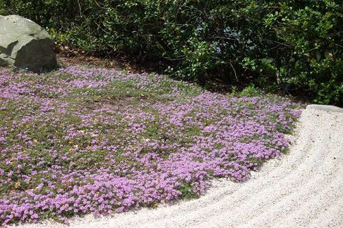 Amazing Best Walkable Ground Covers