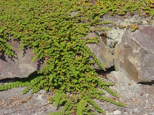 Top Walkable Ground Covers