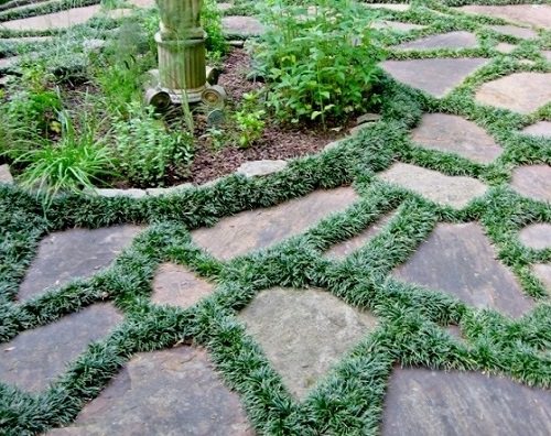 Walkable Ground Covers in garden